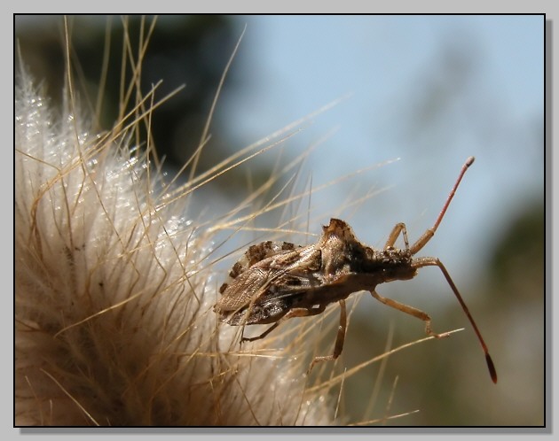 Centrocoris spiniger : la giungla in miniatura